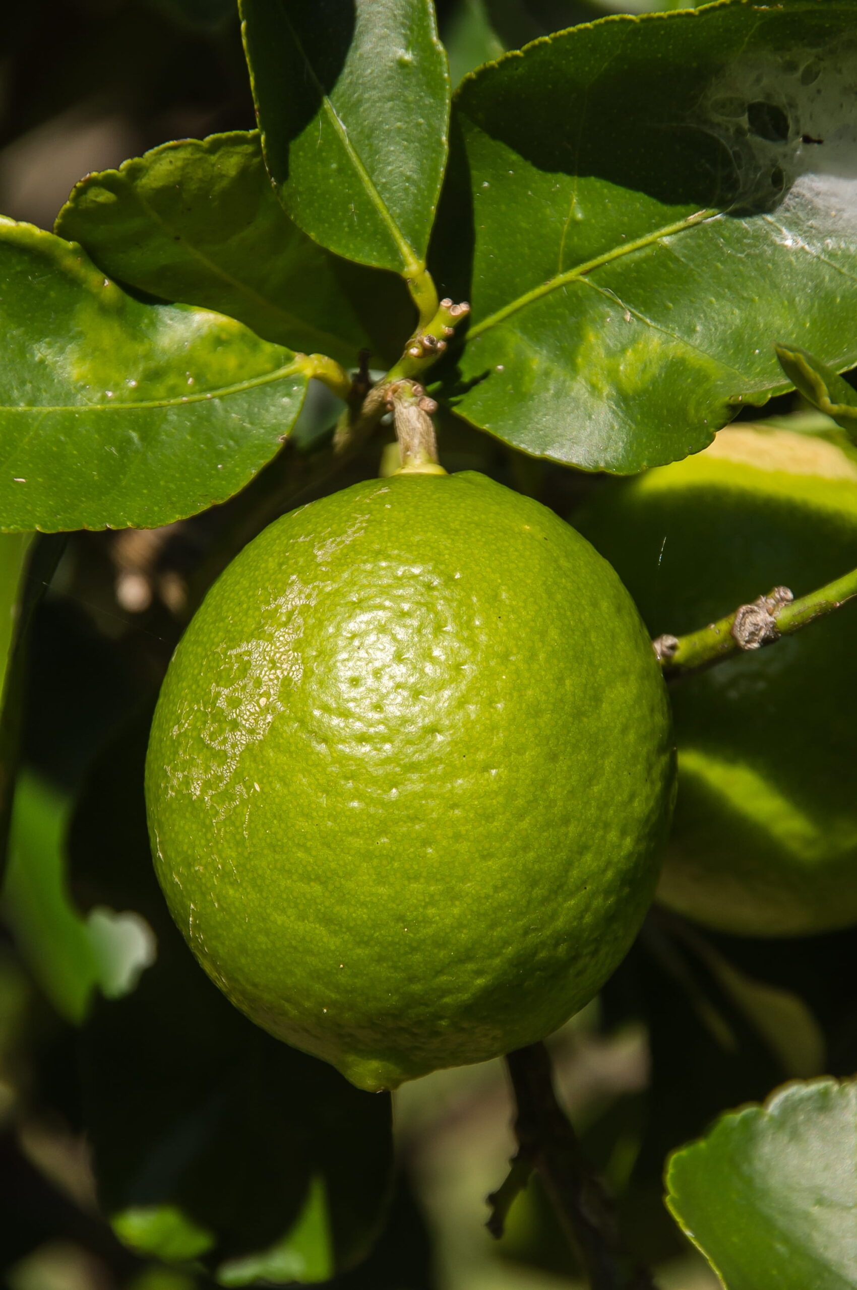 Citron Lime de Tahiti frais — Invendus récolte (30 kg) - Photo 1